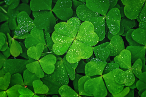 four-leaf-clovers-jpg.png